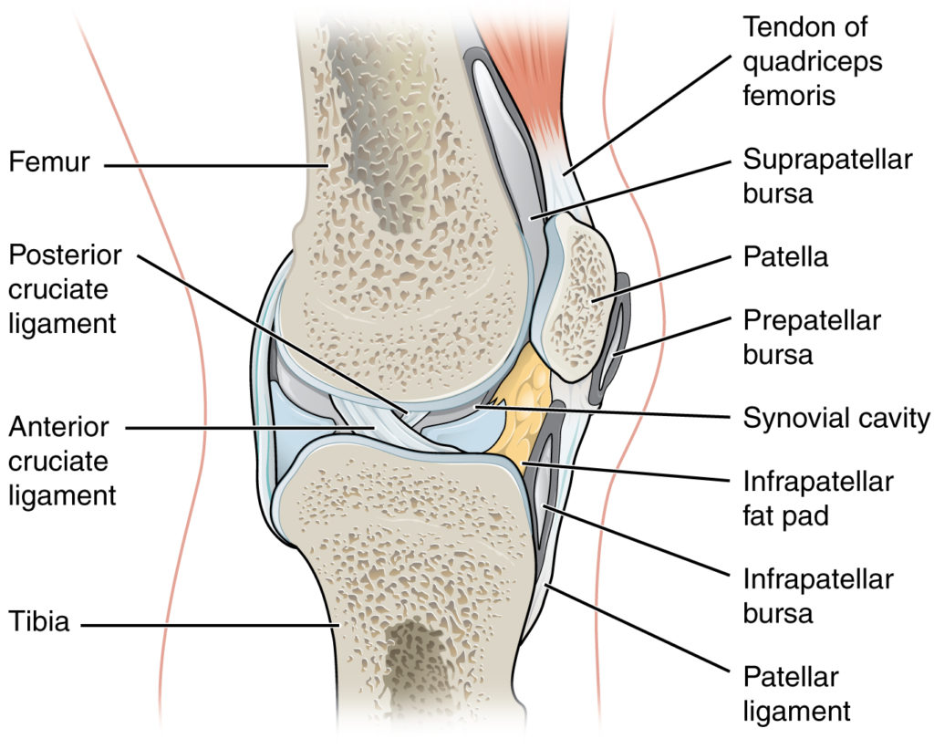 Knee anatomy